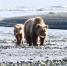 Медведь Игорь Чёрный, ИА MagadanMedia - KamchatkaMedia.Ru