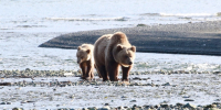 Медведь Игорь Чёрный, ИА MagadanMedia - KamchatkaMedia.Ru