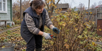 Обрезаю смородину по методу Мичурина: кусты плодоносят до 30 лет — ветки гнутся от крупных сладких ягод - Pro Город Ухта
