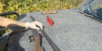 В Ивановском округе задержали браконьеров, застреливших двух молодых косуль (ФОТО) - Asn24.Ru