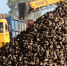 Более 200 тысяч тонн сахарной свеклы уже собрали в Алтайском крае Фото №1 - Алтайская правда