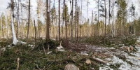 Восемь лесопользователей в Братском районе заплатят более 5 млн рублей за ущерб природе - Baikal24.Ru
