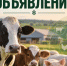 Объявление о проведении отбора на снижение рисков в подотраслях животноводства в 2026 году - Тюльганский район