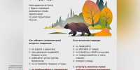 Что делать при встрече с медведем - памятка. - Город Дивногорск