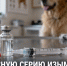 Опасную серию вакцины «Мультикан-8» приказали уничтожить: что важно знать владельцам собак в Липецкой области - Газета Задонская правда