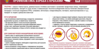 Какие инфекции переносят грызуны? - Роспотребнадзор