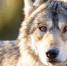 Волки напали на домашних животных в поселке в Ленобласти - Кингисепп-сегодня.рф