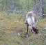 олень - ИА Nord-News.Ru