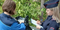 Две косули в багажнике: в Асекеево задержали подозреваемого в незаконной охоте - ProOren.Ru