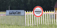 Новые карантины по бешенству ввели в Нижегородской области - НИА Нижний Новгород