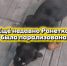 В Улан-Удэ спасают отравленную и парализованную собаку - ИА Байкал-Daily