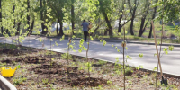 Осенняя кампания по высадке деревьев стартует в Кургане - Область 45