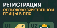 В Минсельхозе Подмосковья напомнили о правилах постановки на учет сельскохозяйственных птиц - Городской округ Одинцово