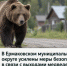 В Ермаковском муниципальном округе усилены меры безопасности в связи с выходами медведей к населённым пунктам. - Ермаковский район