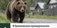 В Ермаковском муниципальном округе усилены меры безопасности в связи с выходами медведей к населённым пунктам. - Ермаковский район
