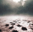 Зоолог Петруненко объяснил, почему волки выходят к населенным пунктам Ленобласти - tvspb.ru - ТК Санкт-Петербург