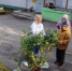 От сирени до курильского чая: мурманчане продолжают высаживать бесплатные зимостойкие саженцы - Вечерний Мурманск