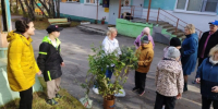 От сирени до курильского чая: мурманчане продолжают высаживать бесплатные зимостойкие саженцы - Вечерний Мурманск