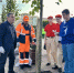 Главную улицу Курска украсили липами - Городские Известия