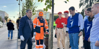 Главную улицу Курска украсили липами - Городские Известия