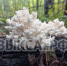 🍄 В выксунских лесах нашли краснокнижный гриб - Выкса.РФ