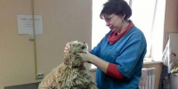 В Татарстане планируют выплачивать 500 тыс. рублей молодым ветеринарам в селе - Реальное время