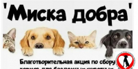 Миска добра»: давайте поможем тем, кто не может попросить сам - Управление ветеринарии