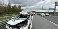На КАД каршеринг сбил лося: водитель и пассажир в больнице - tvspb.ru - ТК Санкт-Петербург