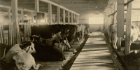 18 сентября 1933 года в Магадане открылась первая сельскохозяйственная выставка - Kolyma.Ru