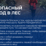 Памятка: Правила безопасности в лесу. - Северо-Енисейский муниципальный округ