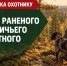 Памятка охотнику: добор раненого охотничьего животного - Госохотдепартамент Тюменской области