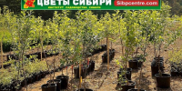 Жителей Тайшета 19, 20 и 22 сентября приглашают на ярмарку-продажу саженцев - ИА Тайшет24
