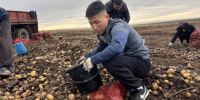 Молодые волонтеры собрали и доставили картофель нуждающимся семьям в Туве - ИА Тува-Онлайн
