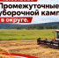 промежуточные итоги уборочной кампании. - Каратузский район