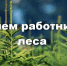 Поздравления с праздником! - Департамент лесного хозяйства