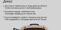 Поездка к ветеринару — огромный стресс для большинства животных - Департамент ветеринарии