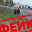 Фейк с медведем создали в Алтайском крае: какая ответственность грозит автору - Сетевое издание Толк