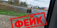 Фейк с медведем создали в Алтайском крае: какая ответственность грозит автору - Сетевое издание Толк