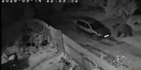 Жители ярославского пригорода просят прогнать медведя - YarNews.Ru