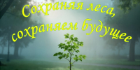 «Сохраняя леса, сохраняем будущее» (20 сентября – День работников леса и лесоперерабатывающей промышленности) - Вавиловский университет