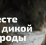 Крымчане могут принять участие в голосовании «Вместе для дикой природы» - Минприроды