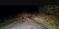 В Ишимбайском районе сняли на видео медведицу с медвежатами - Минэкологии РБ