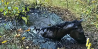 Брянские спасатели рассказали, как три часа вытаскивали коня из битумной ямы - Газета Брянские новости