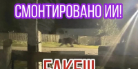 Жителей Эхирит-Булагатского района предупредили о фейках про медведей - КП-Иркутск