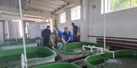 30 тысяч мальков осетра выпустили в Енисей: «Норильсктрансгаз» поддержал экосистему реки - ИА Таймырский Телеграф