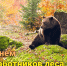 Дорогие хранители зеленых богатств нашей планеты!  От всей души поздравляем вас с профессиональным праздником! - Рослесозащита Тверской области