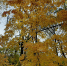 article23420.jpg - 59i.Ru