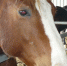 Брянские спасатели вызволили коня из смертельно опасной ловушки — битумной ямы - ИА Наш Брянск.ru