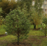 В Тобольске высадят 1000 деревьев - TobGorod.Ru