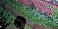 Ситуацию с аномально активным поведением медведей в Приангарье объяснил эксперт (видео) - Baikal24.Ru
